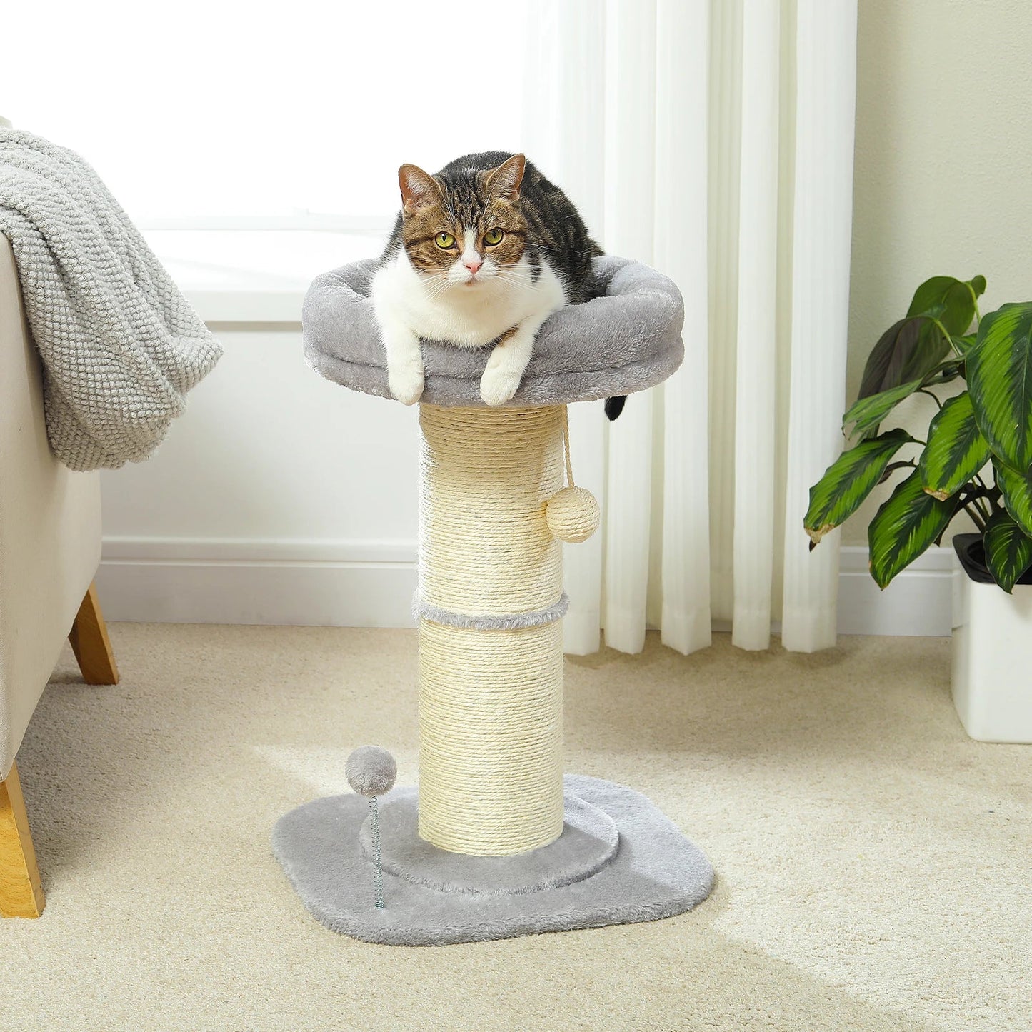 Scratching Post