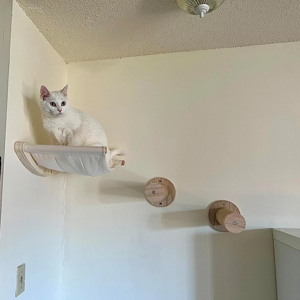 Cat Climbing Shelves