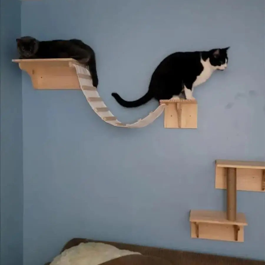 Cat Climbing Shelves